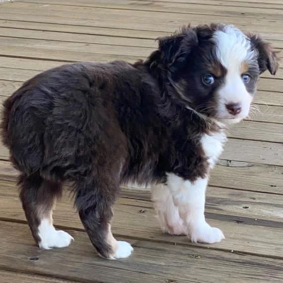 Mini Aussiedoodle Puppies For Sale near AR
