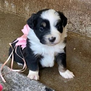 australian shepherd blue eyes change