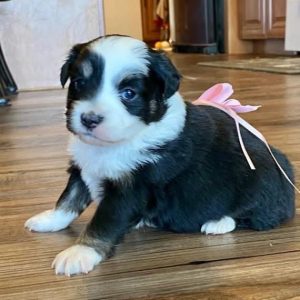 australian shepherd blue eyes price