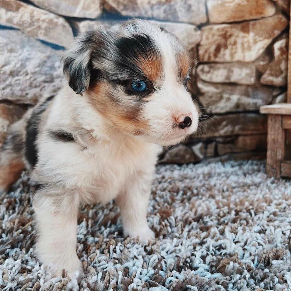 aussiedoodle miniature full grown