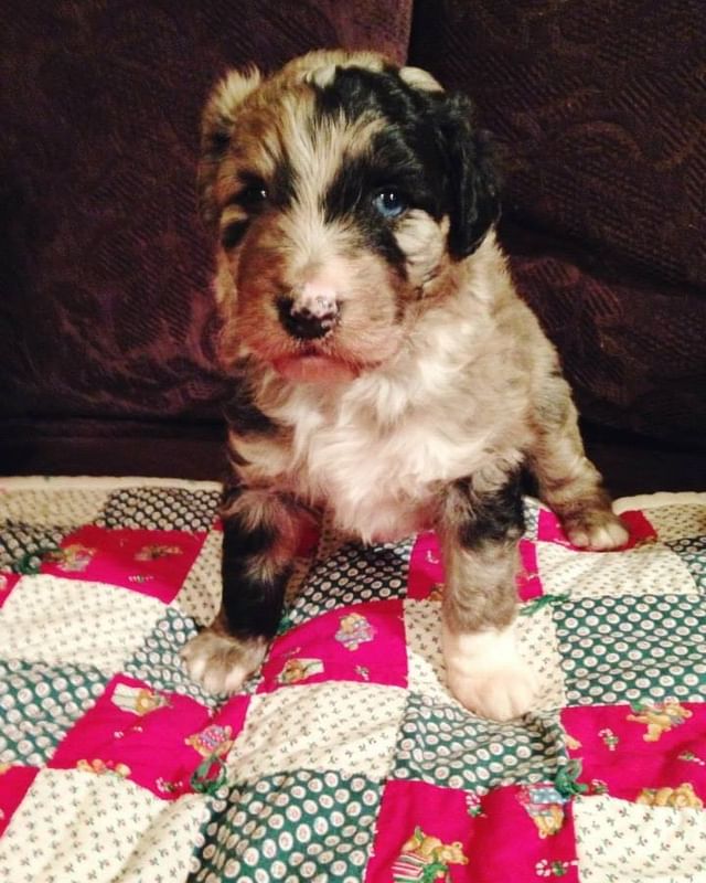 Mini Aussiedoodle Puppies For Sale in Sheboygan