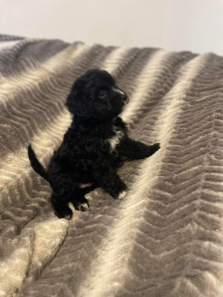 Mini Aussiedoodle For Sale in Hot Springs