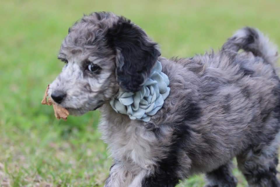 Mini Aussiedoodle For Sale in San Antonio