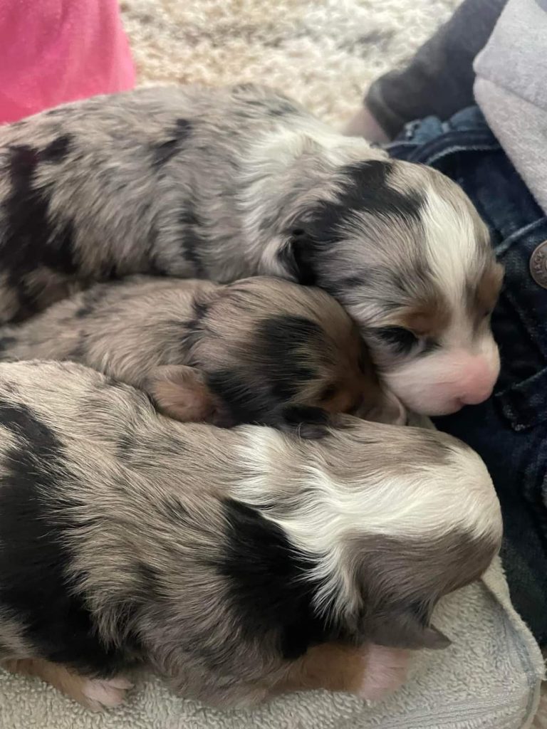 Mini Aussiedoodle For Sale in Fort Smith