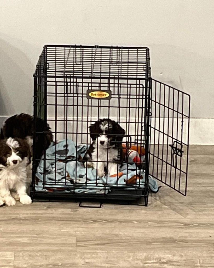 Mini Aussiedoodle For Sale in Muscle Shoals