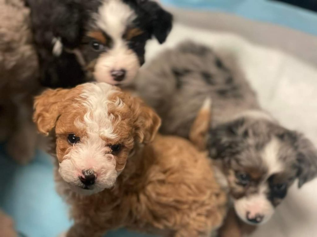 Mini Aussiedoodle Puppies for sale near Tennessee