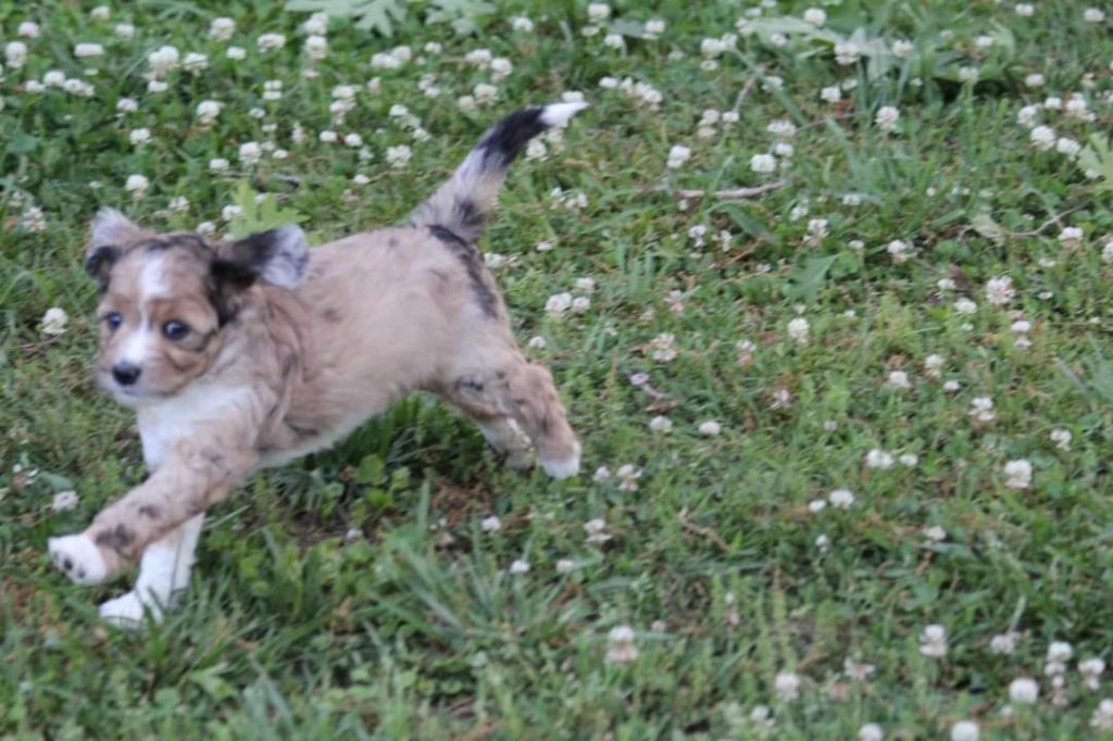 Mini Aussiedoodle Puppies for sale near Arizona