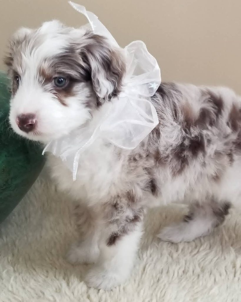 Mini Aussiedoodle Puppies for sale near Arkansas