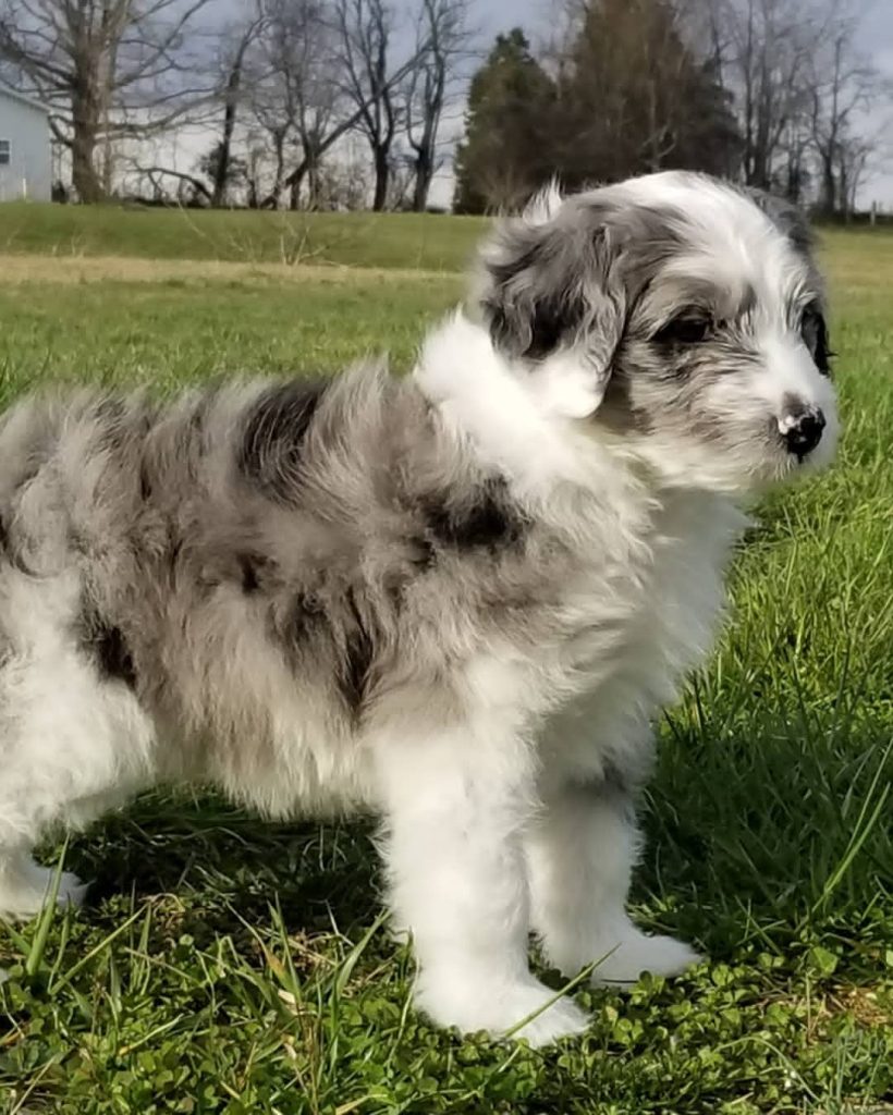 Mini Aussiedoodle Puppies for sale near Vermont