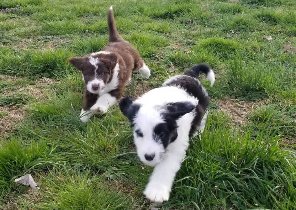 Mini Aussiedoodle Puppies for sale near Georgia