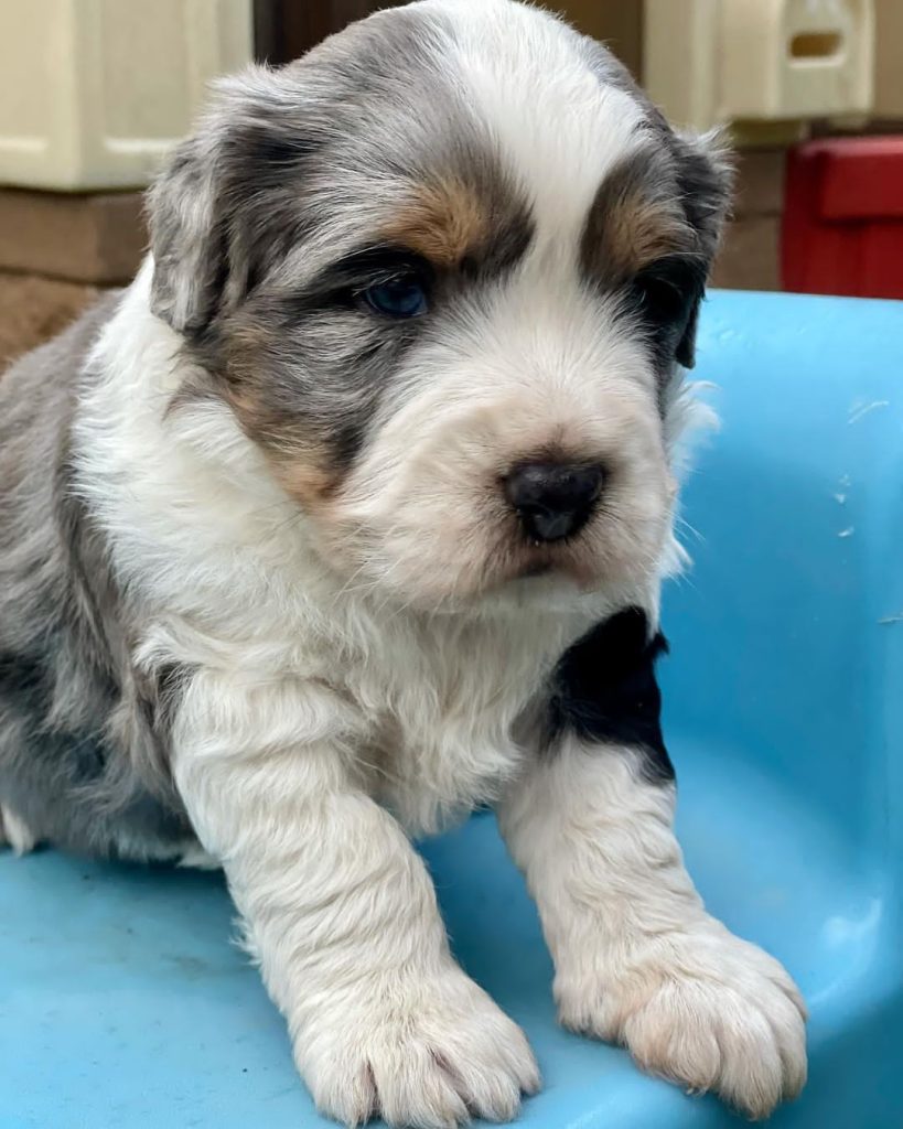 Mini Aussiedoodle Puppies for sale near Hawaii