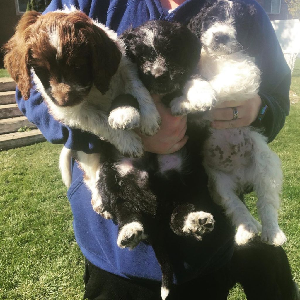 Mini Aussiedoodle Breeders Near LA