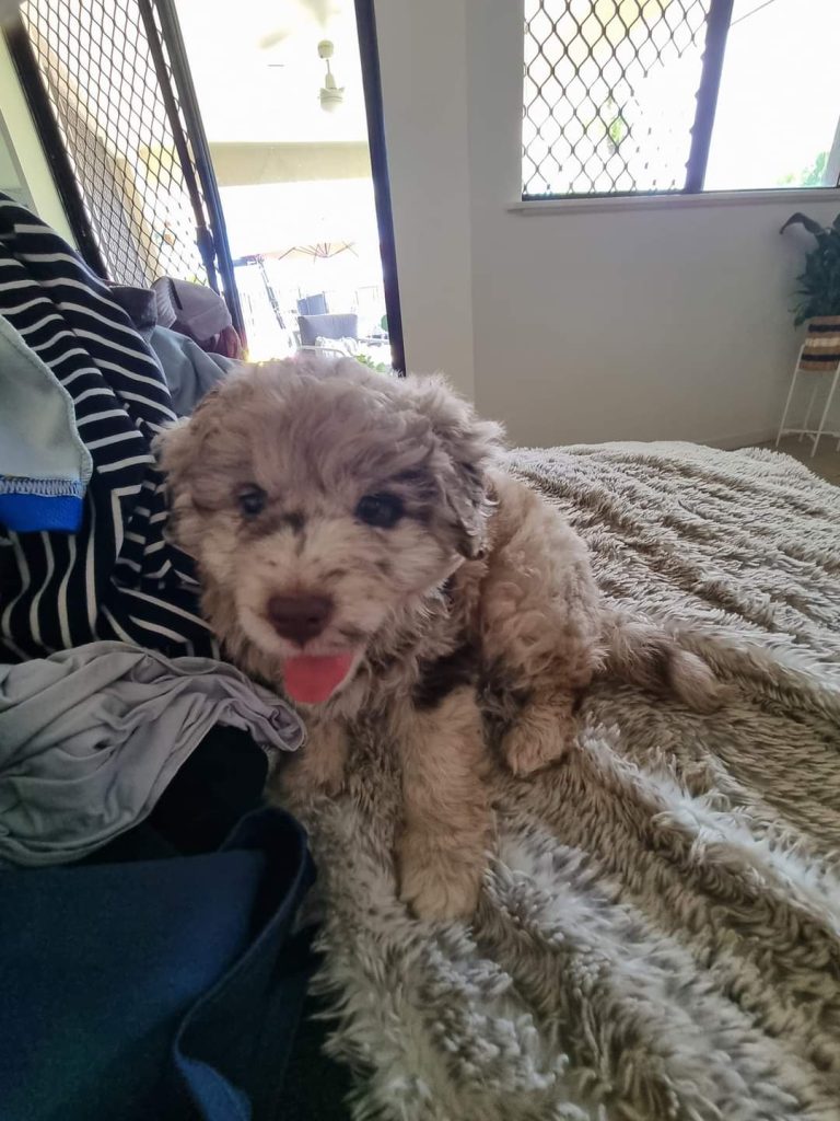 Mini Aussiedoodle Puppies For Sale in UT