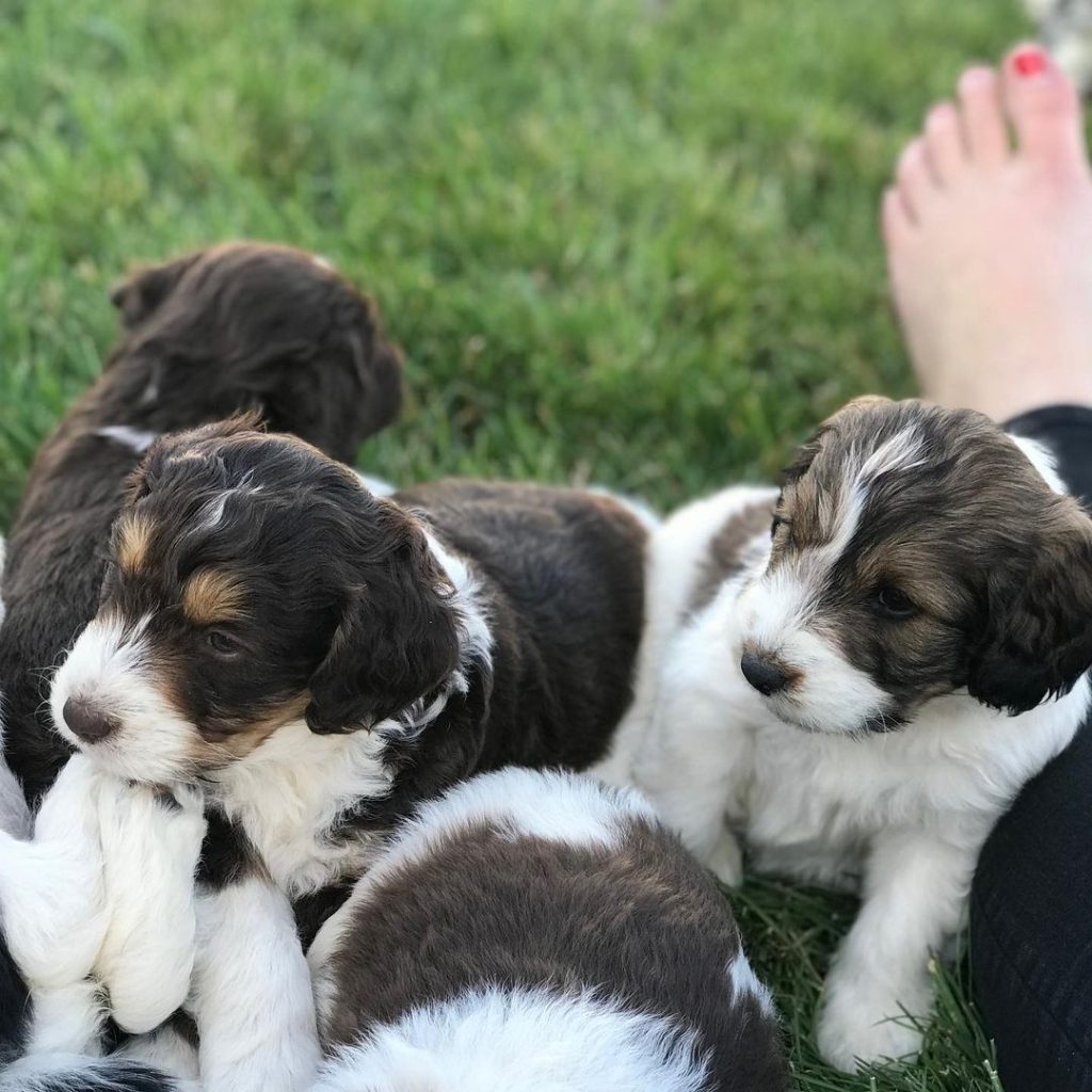 Mini Aussiedoodle Puppies For Sale in VT