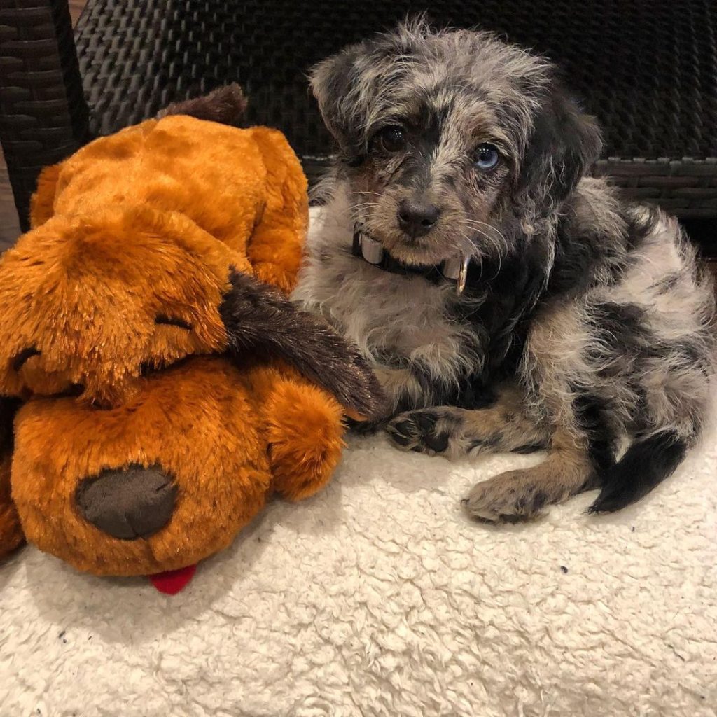 Mini Aussiedoodle Puppies for sale near Virginia