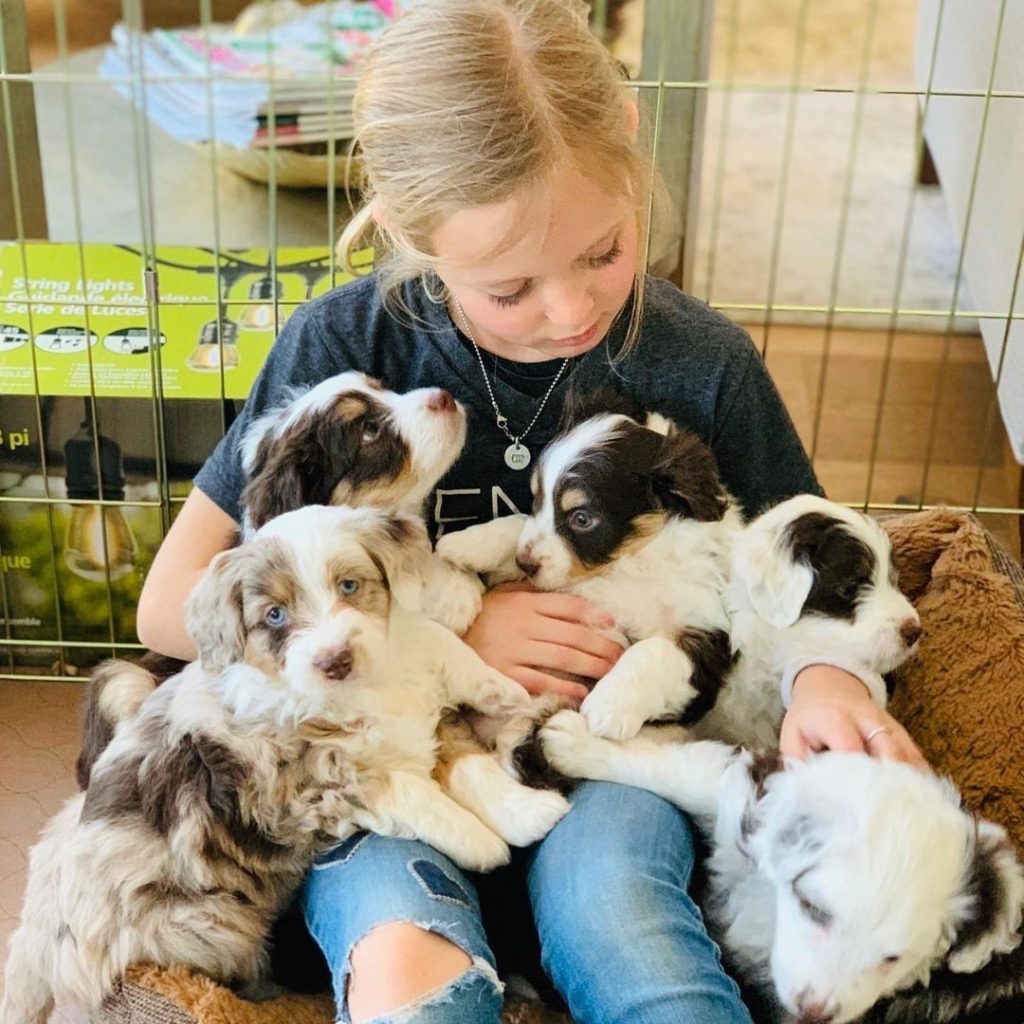 Mini Aussiedoodle Puppies For Sale in ID