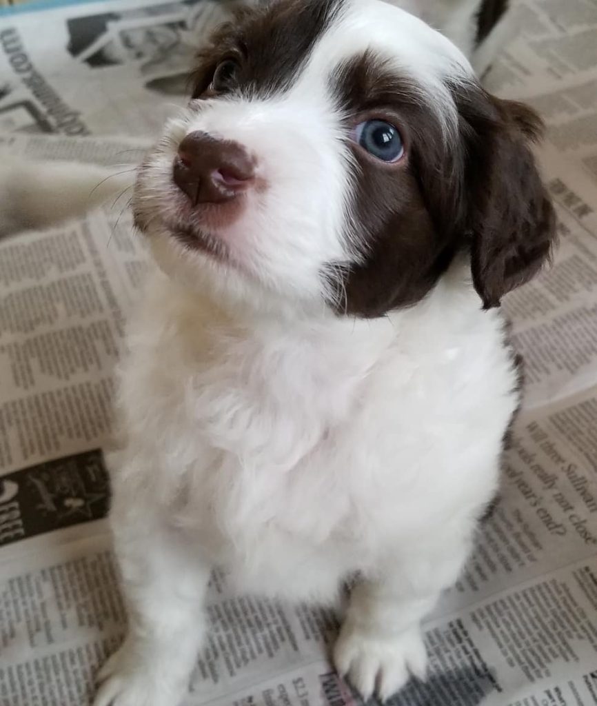 Mini Aussiedoodle Puppies for sale near Maryland