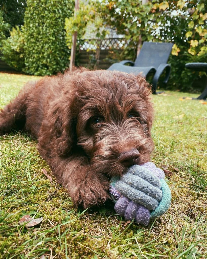 Mini Aussiedoodle Puppies For Sale in LA