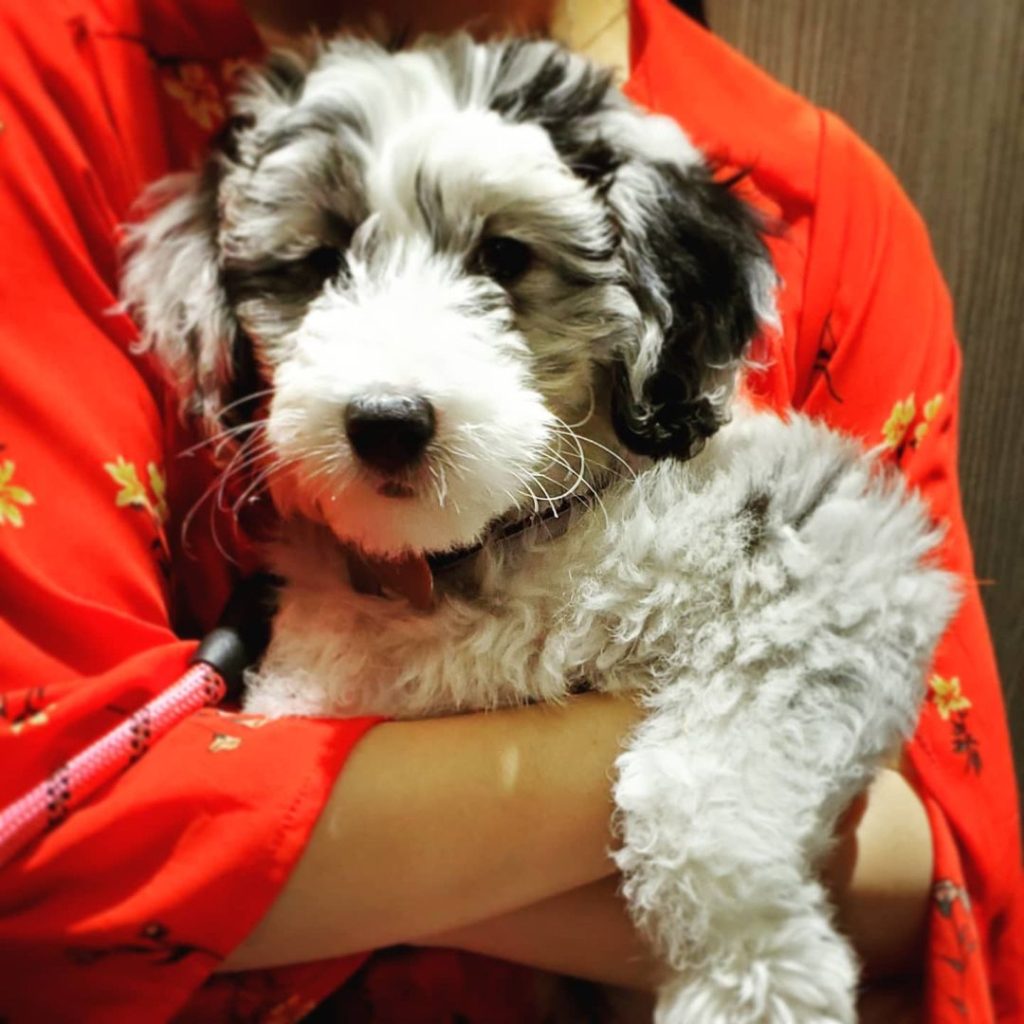 Mini Aussiedoodle Puppies for sale near Mississippi