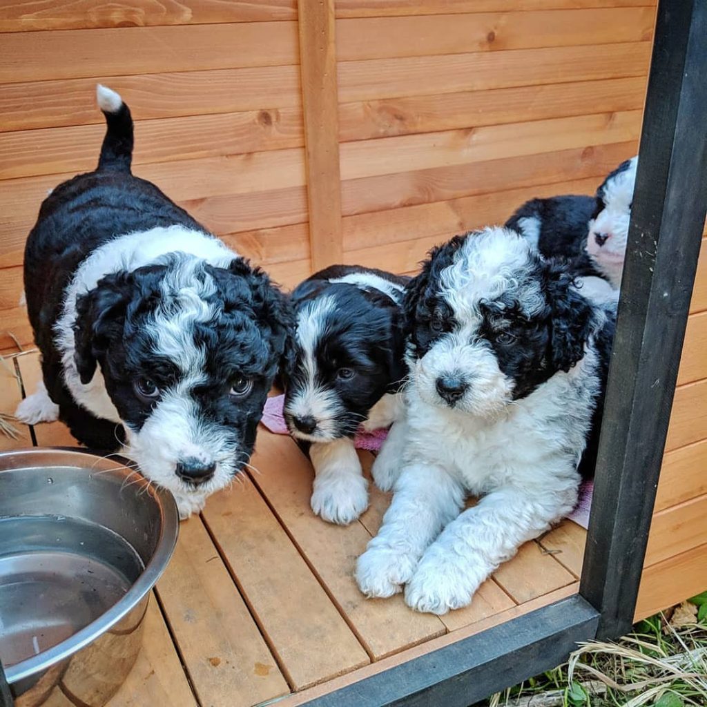 Mini Aussiedoodle Puppies for sale near Missouri