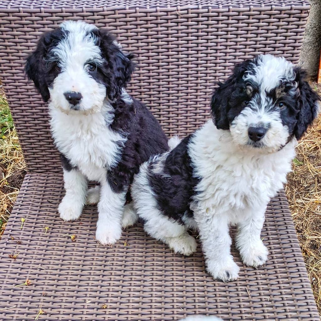 Mini Aussiedoodle Puppies For Sale in MI