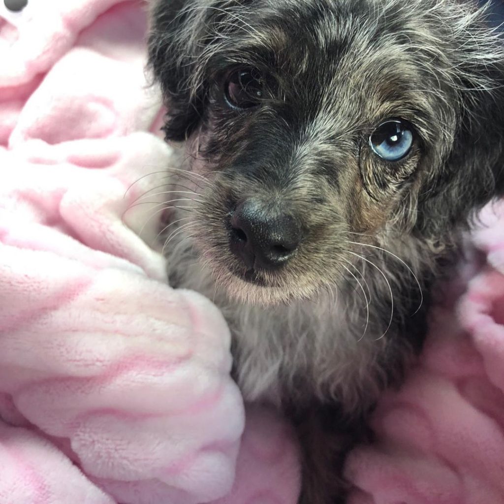 Mini Aussiedoodle Breeders Near NC