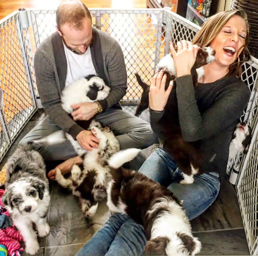 Mini Aussiedoodle Puppies for sale near Oklahoma