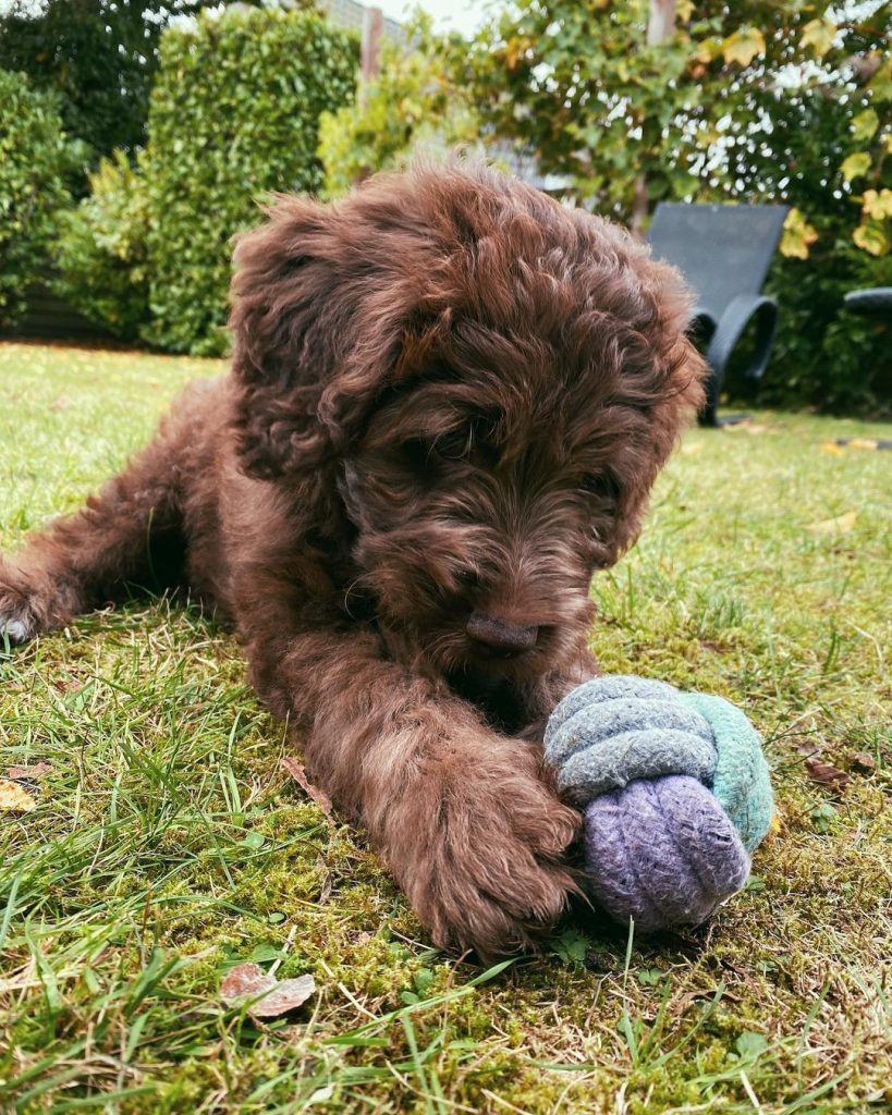 Mini Aussiedoodle For Sale in Santa Clarita