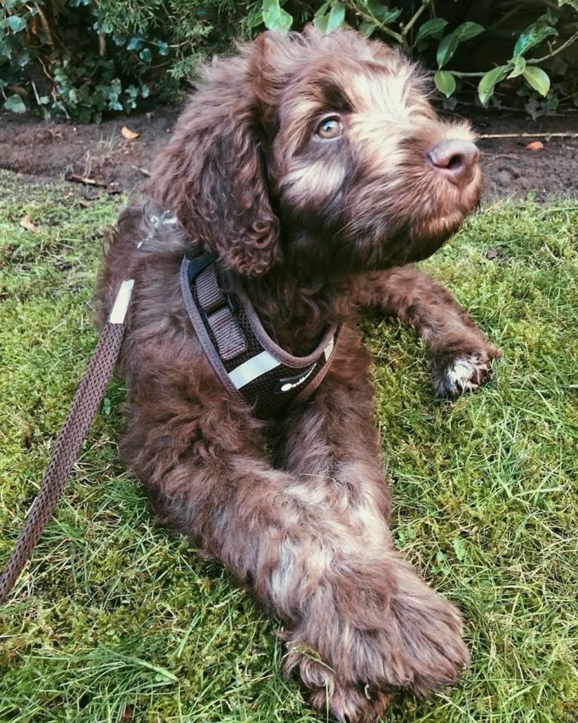 Toy Aussiedoodle Puppies For Sale in Sheridan