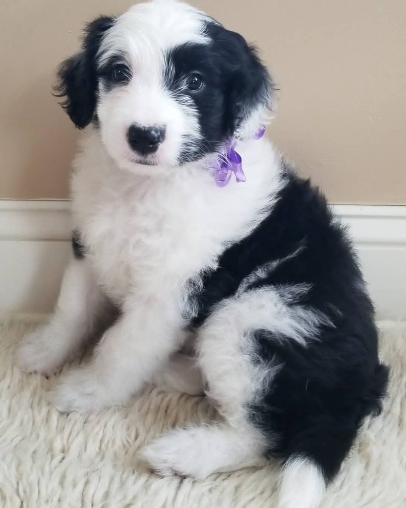 aussiedoodle shedding