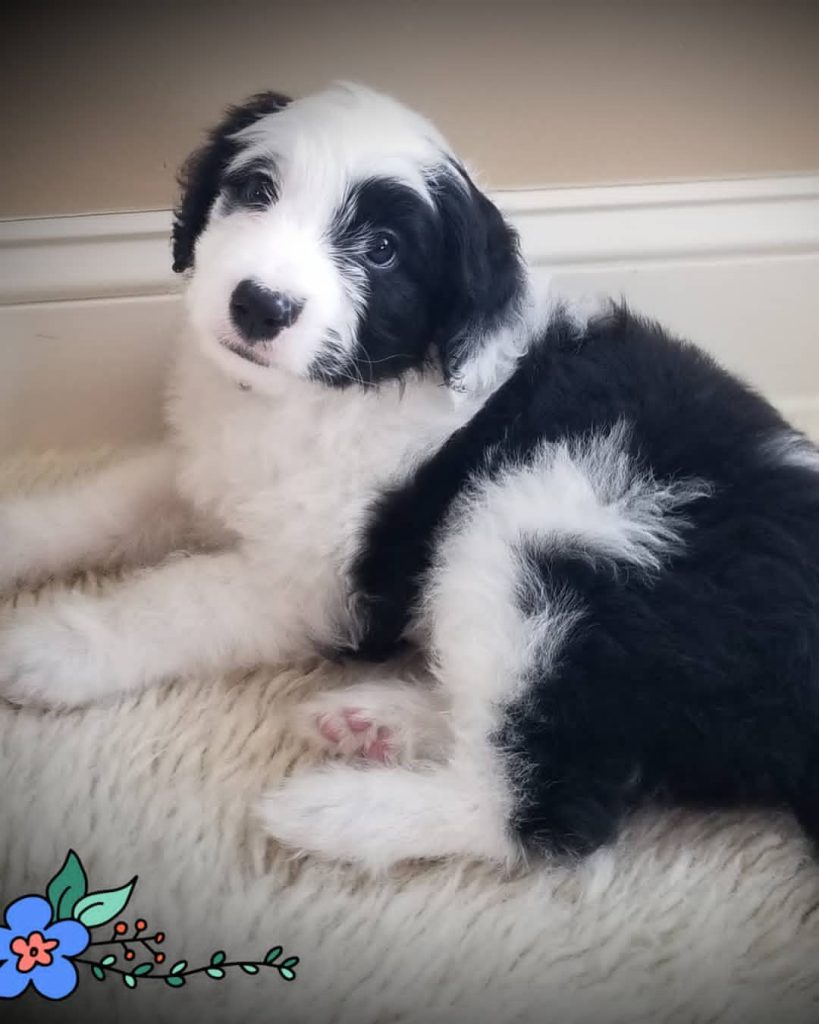 Mini Aussiedoodle For Sale in Olive Branch