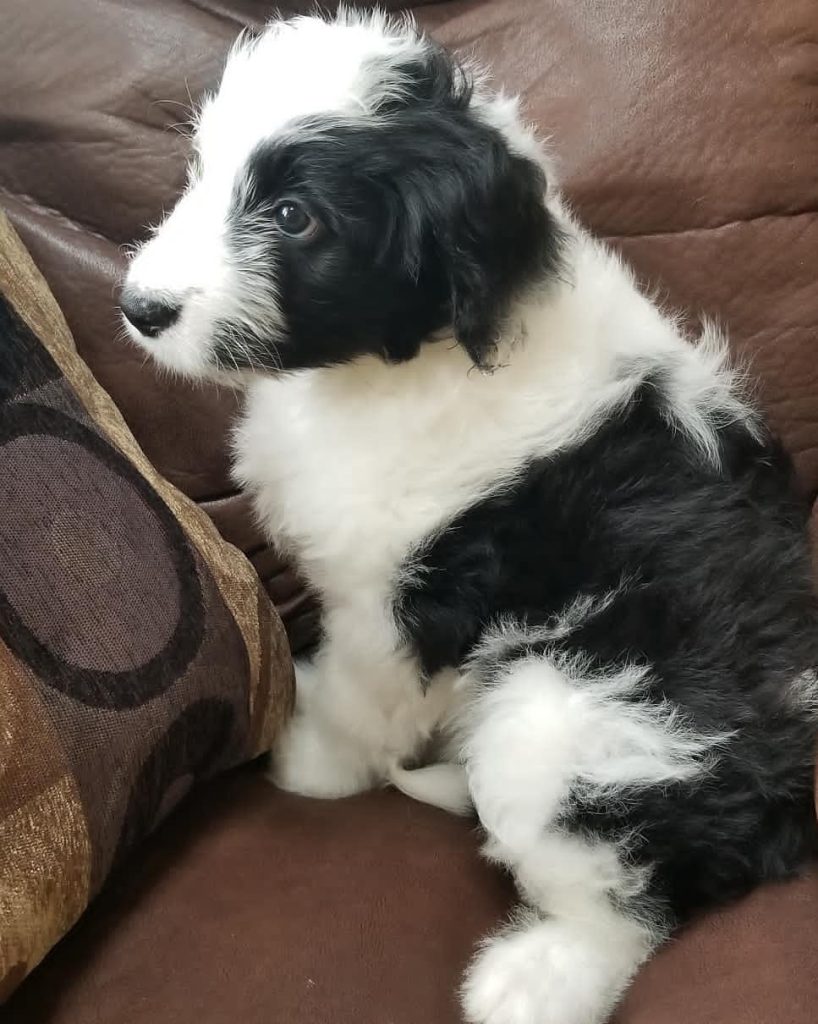Mini Aussiedoodle For Sale in Junction City