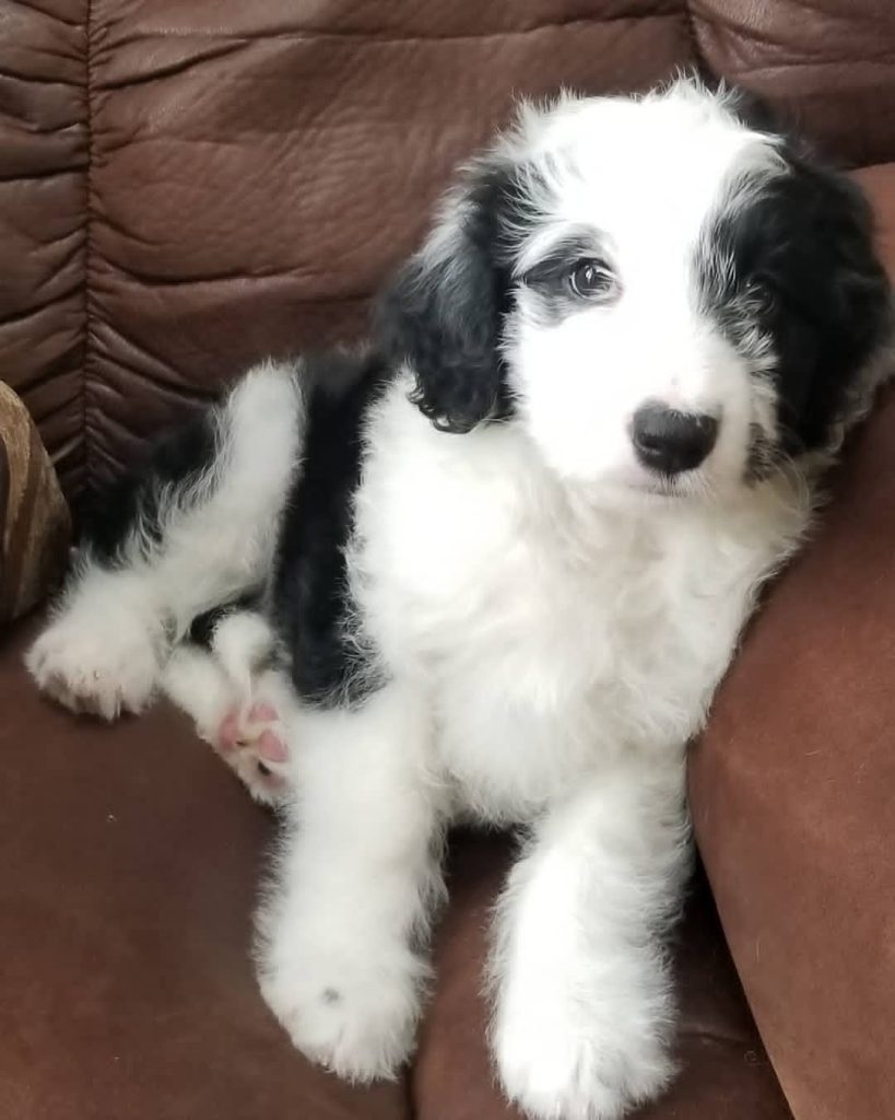 Mini Aussiedoodle For Sale in Mount Pleasant