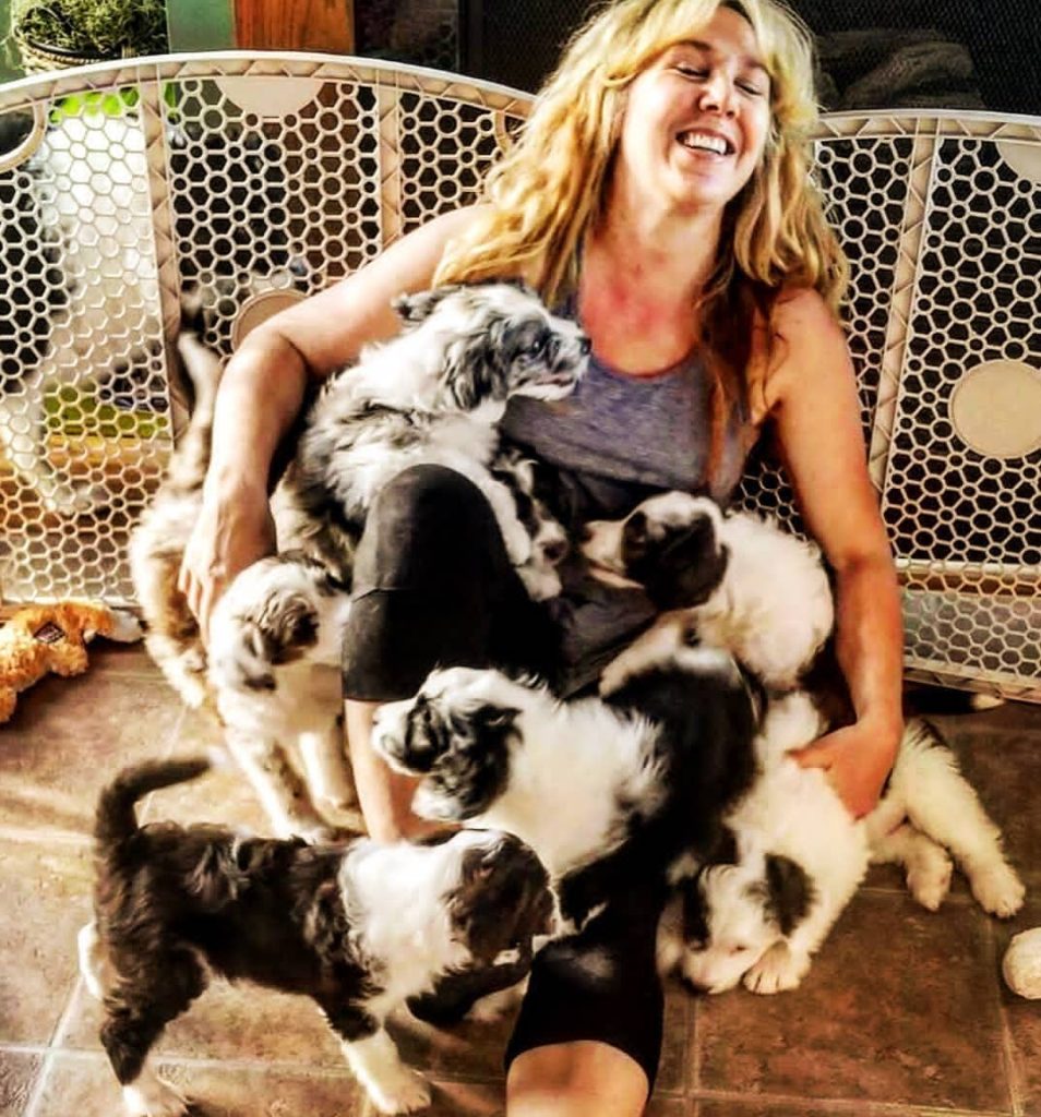 Mini Aussiedoodle For Sale in Fort Mill