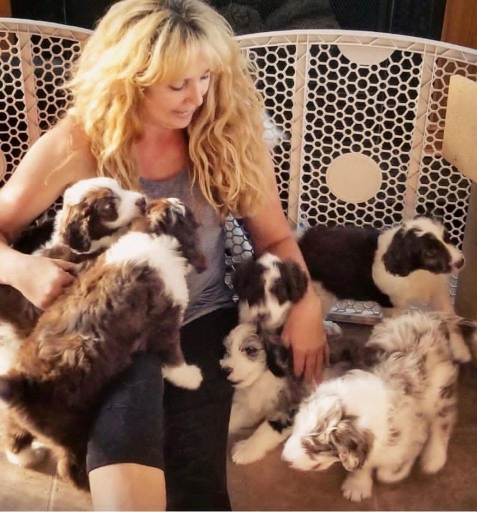 Mini Aussiedoodle For Sale in Cuyahoga Falls