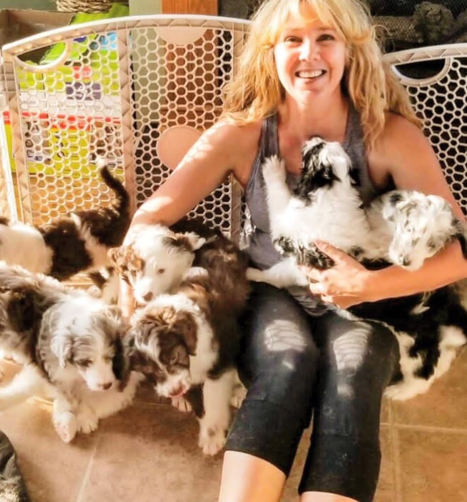 Mini Aussiedoodle For Sale in South Valley