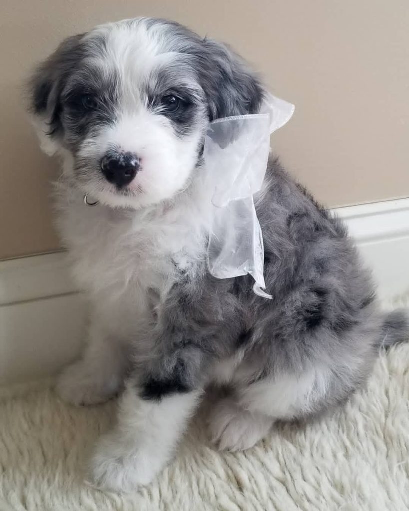 aussiedoodle hypoallergenic