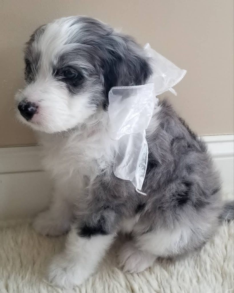 Mini Aussiedoodle For Sale in Toms River