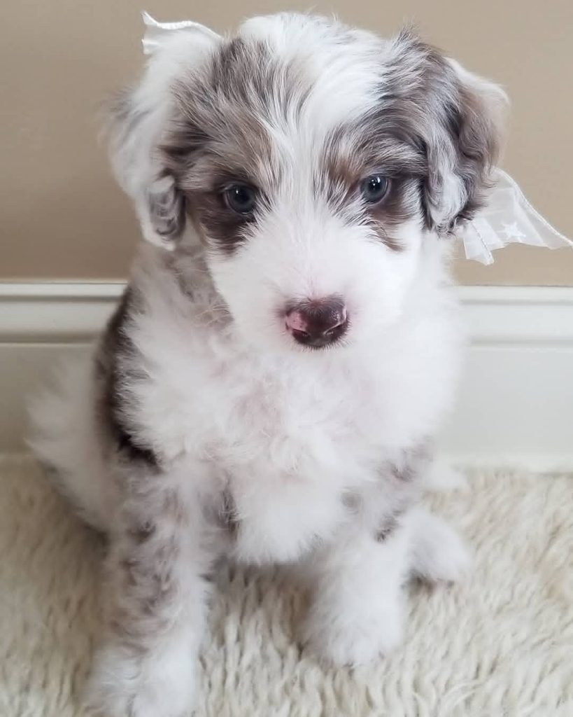 Mini Aussiedoodle For Sale in Millcreek township