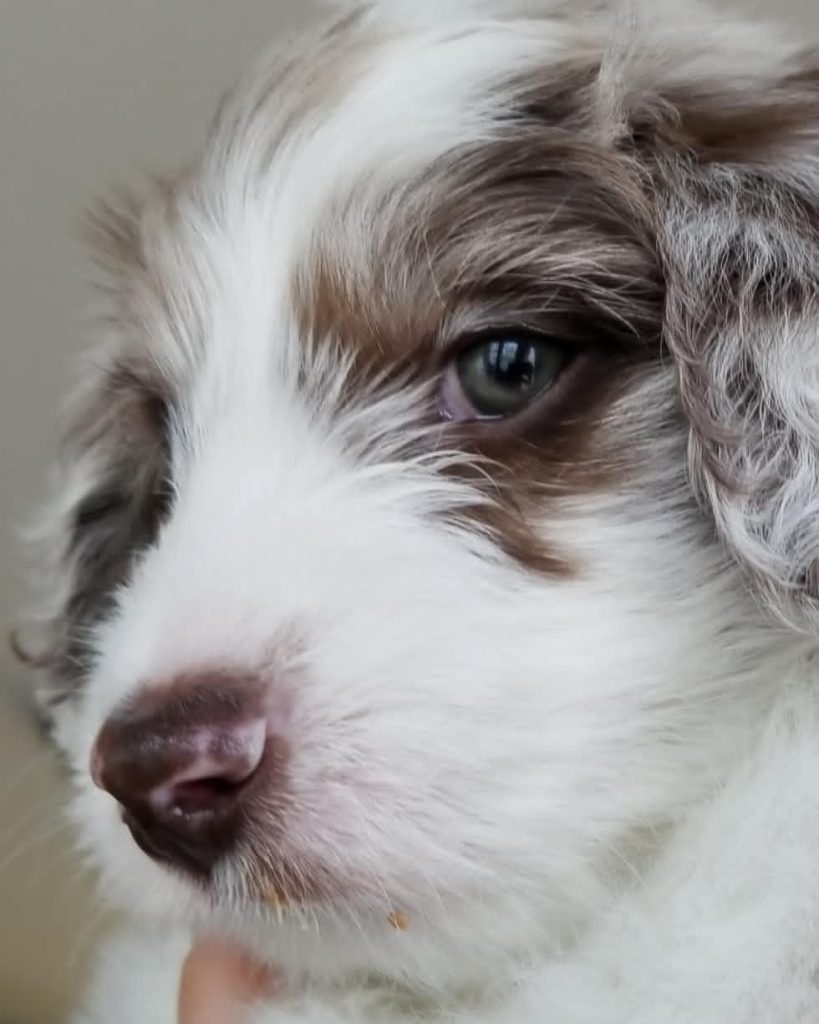 Mini Aussiedoodle For Sale in St Joseph