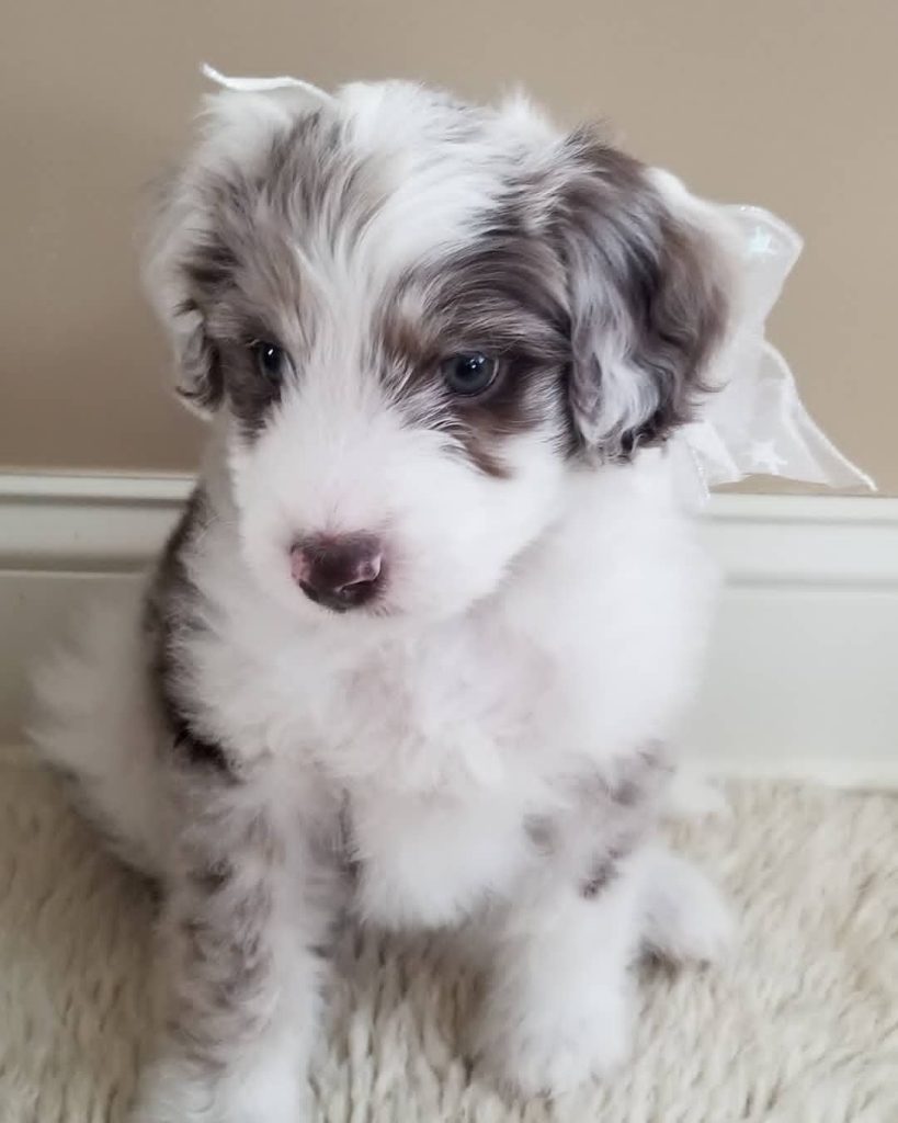 Mini Aussiedoodle For Sale in Mason City