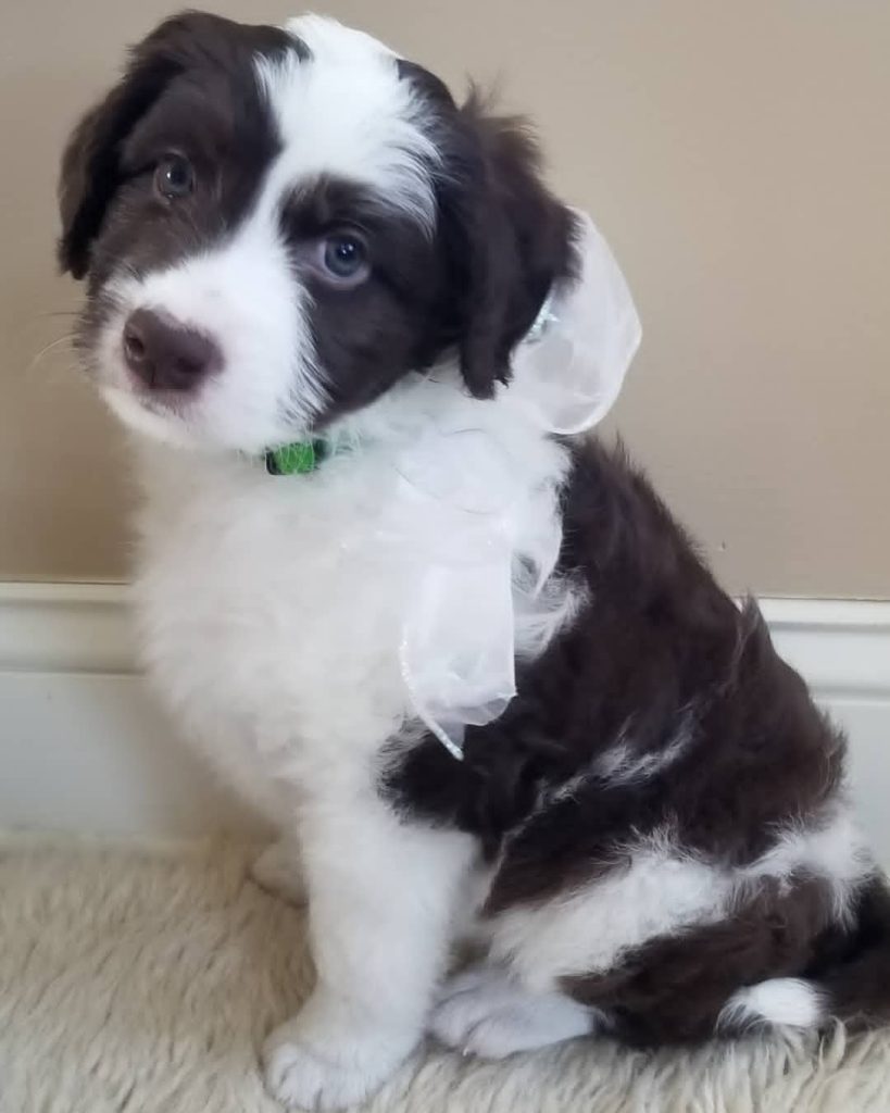 Mini Aussiedoodle For Sale in Flower Mound