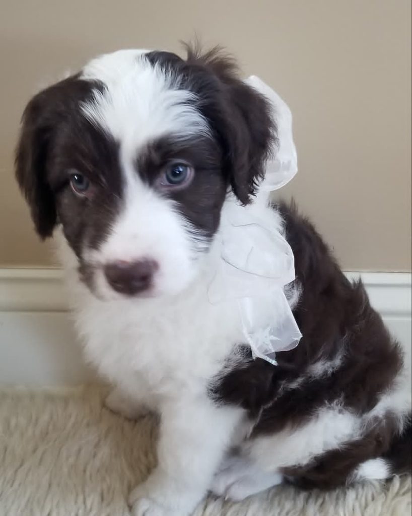 aussiedoodle full grown