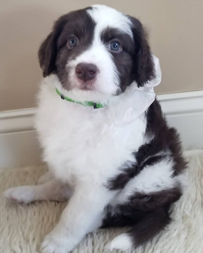 Toy Aussiedoodle Puppies For Sale in Canton