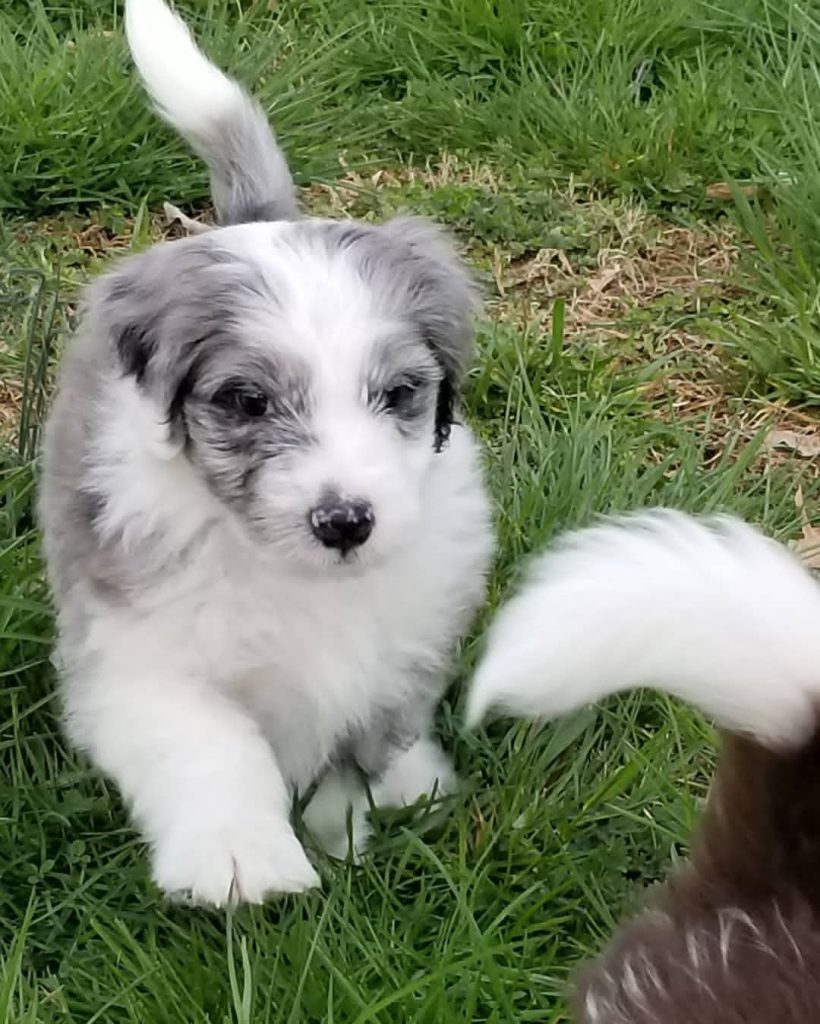 Blue Merle Aussie Puppies