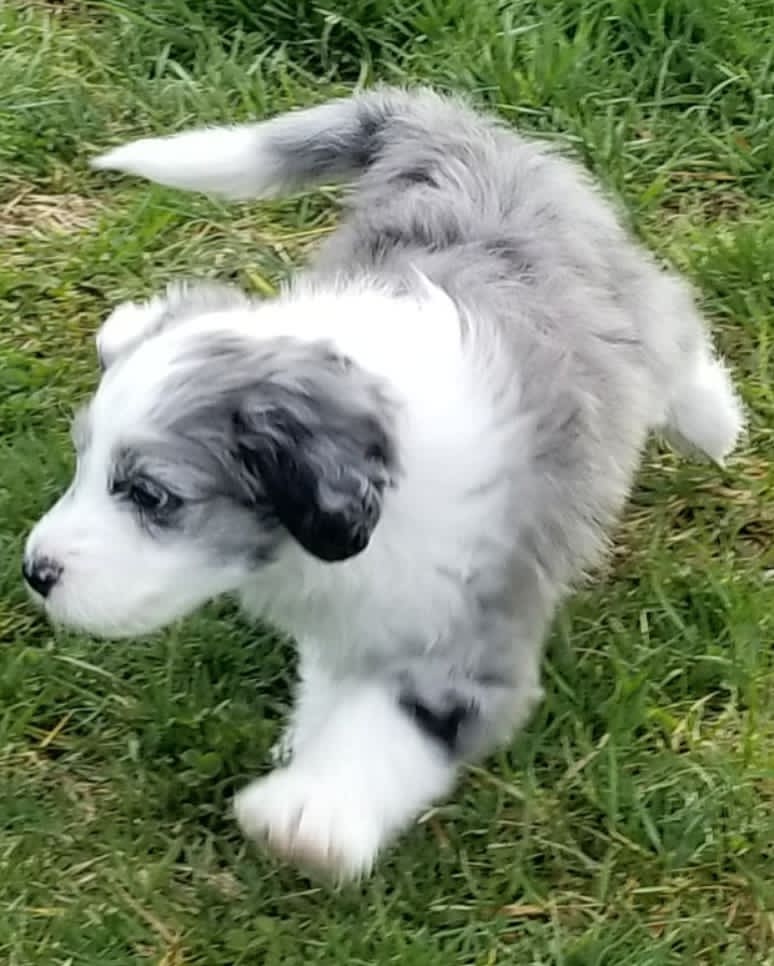 Mini Aussiedoodle For Sale in Moreno Valley