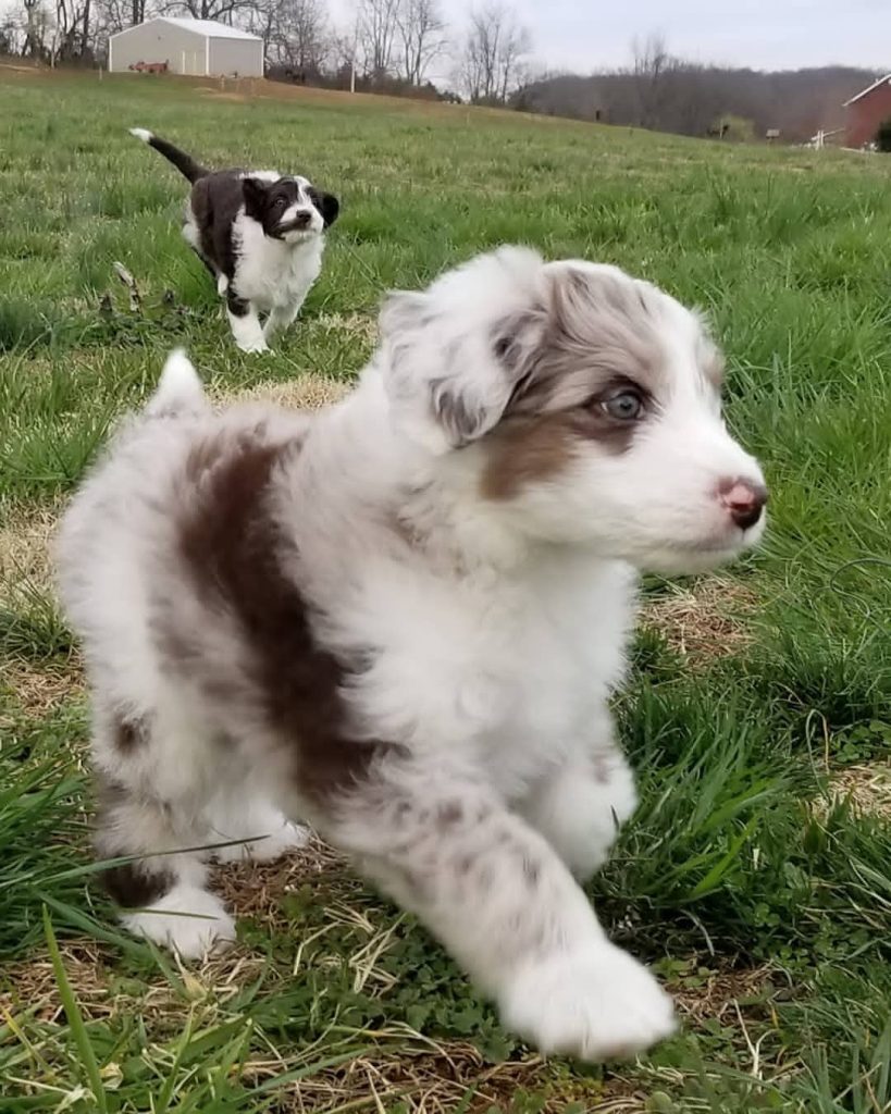 Mini Aussiedoodle For Sale in North Platte