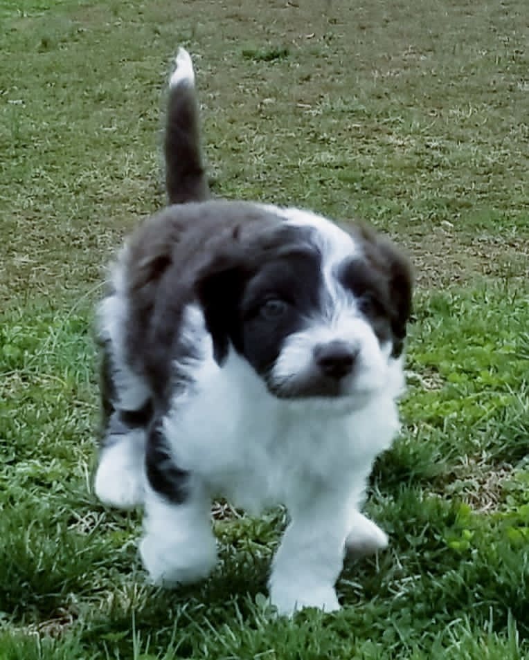 Mini Aussiedoodle For Sale in Oak Ridge