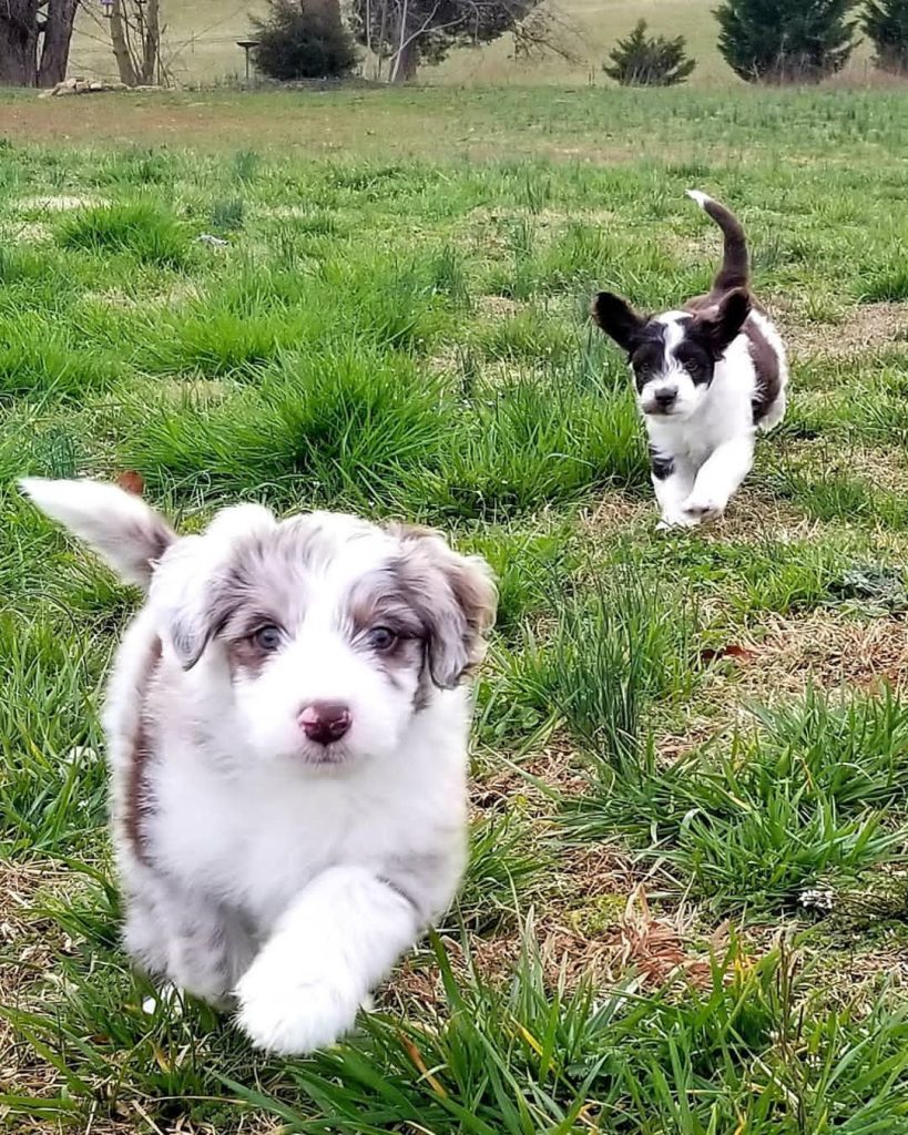 aussiedoodle puppy training