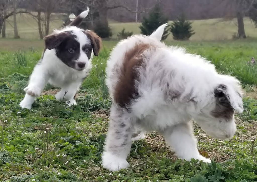 Mini Aussiedoodle For Sale in New London